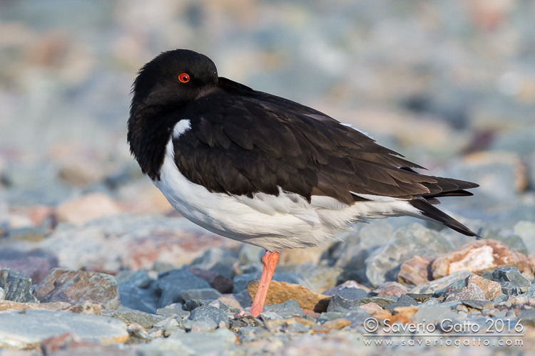 Eurasian Oystercatcher